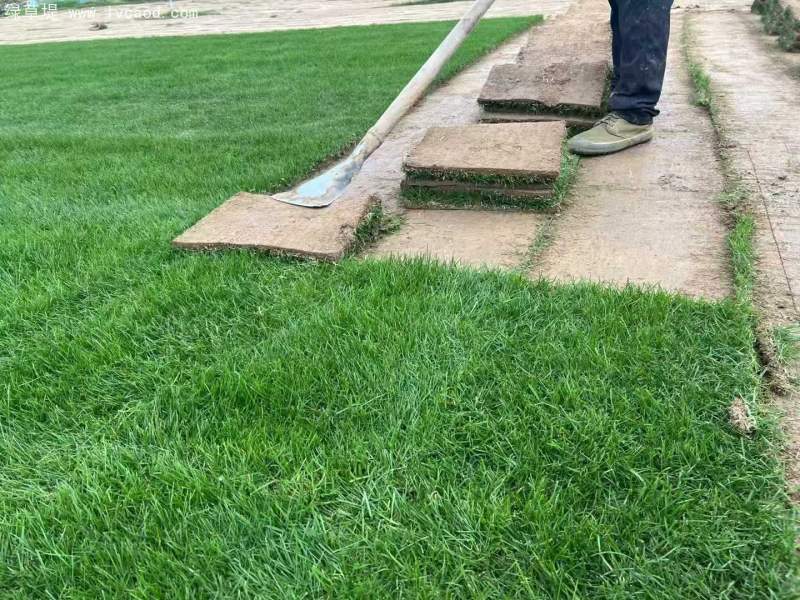 多年生黑麥草草坪