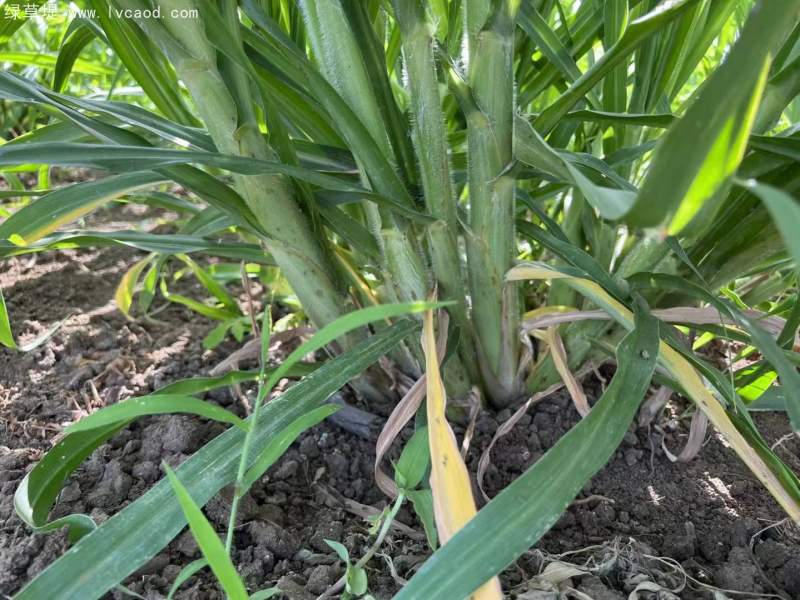 皇竹草種節(jié)種植40天