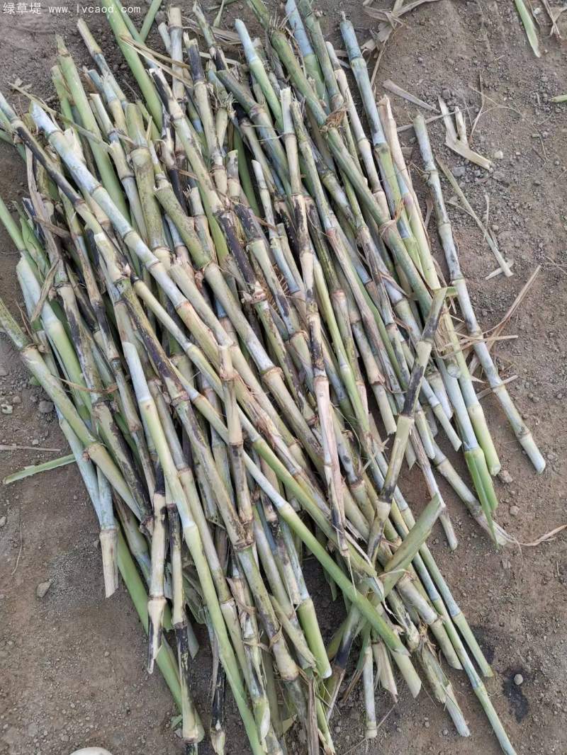 當(dāng)天現(xiàn)砍皇竹草種節(jié)