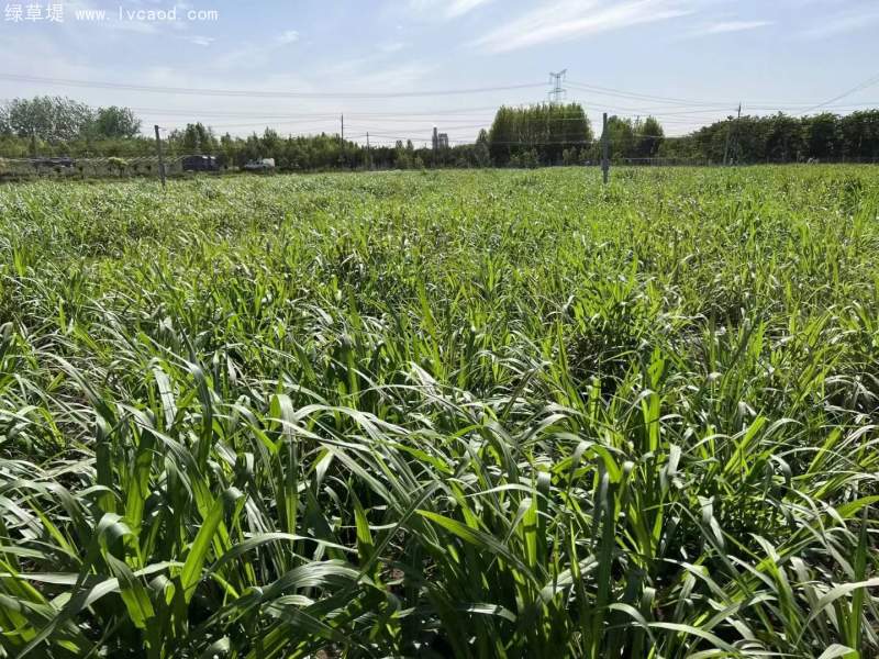 皇竹草種節(jié)種植60天