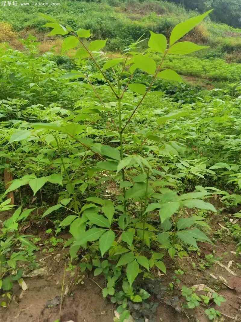 黃柏樹(shù)苗小苗