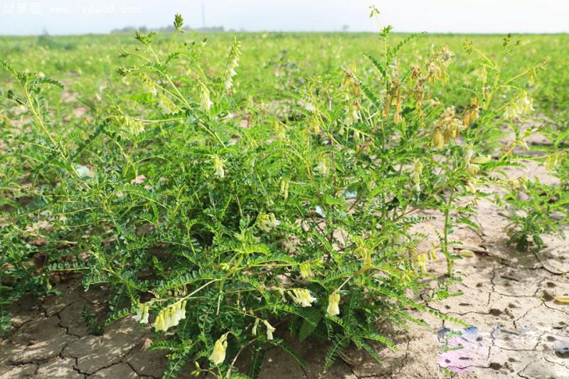 黃芪全株植物植株