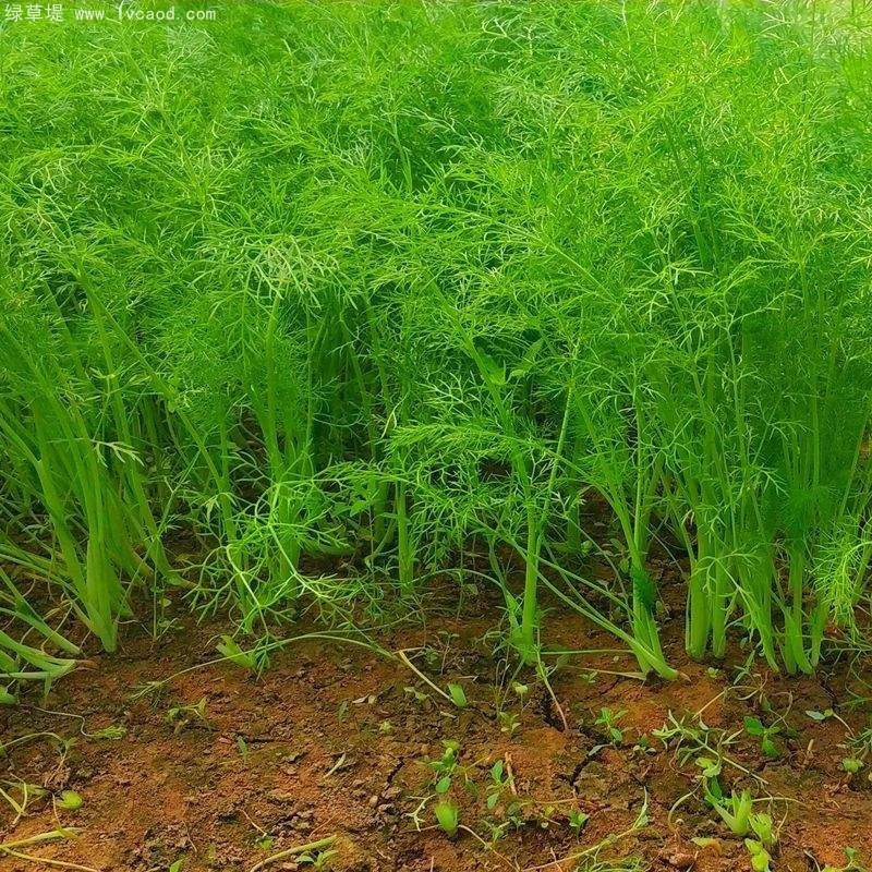 茴香苗植株葉子