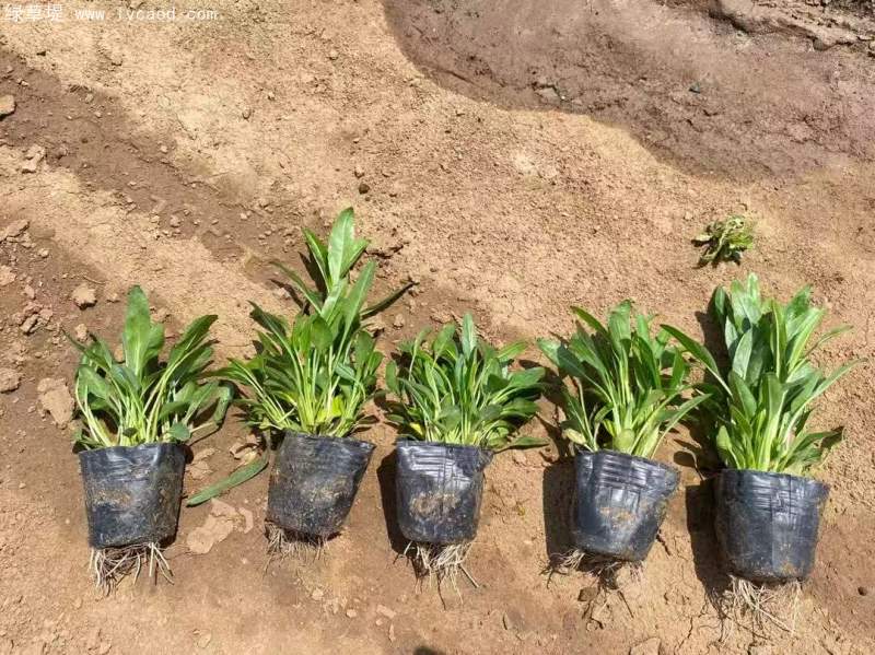 假龍頭杯苗盆栽