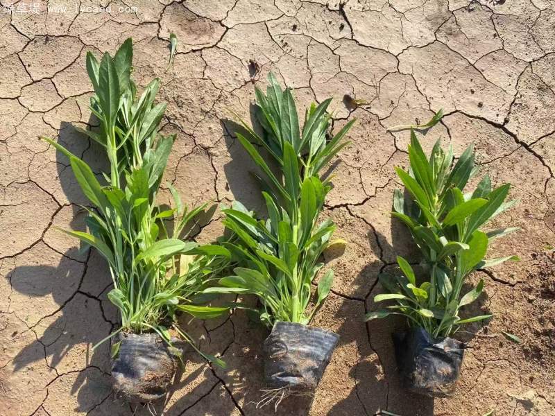 假龍頭杯苗盆栽