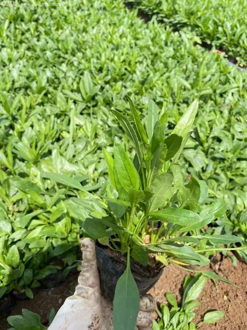 假龍頭杯苗盆栽