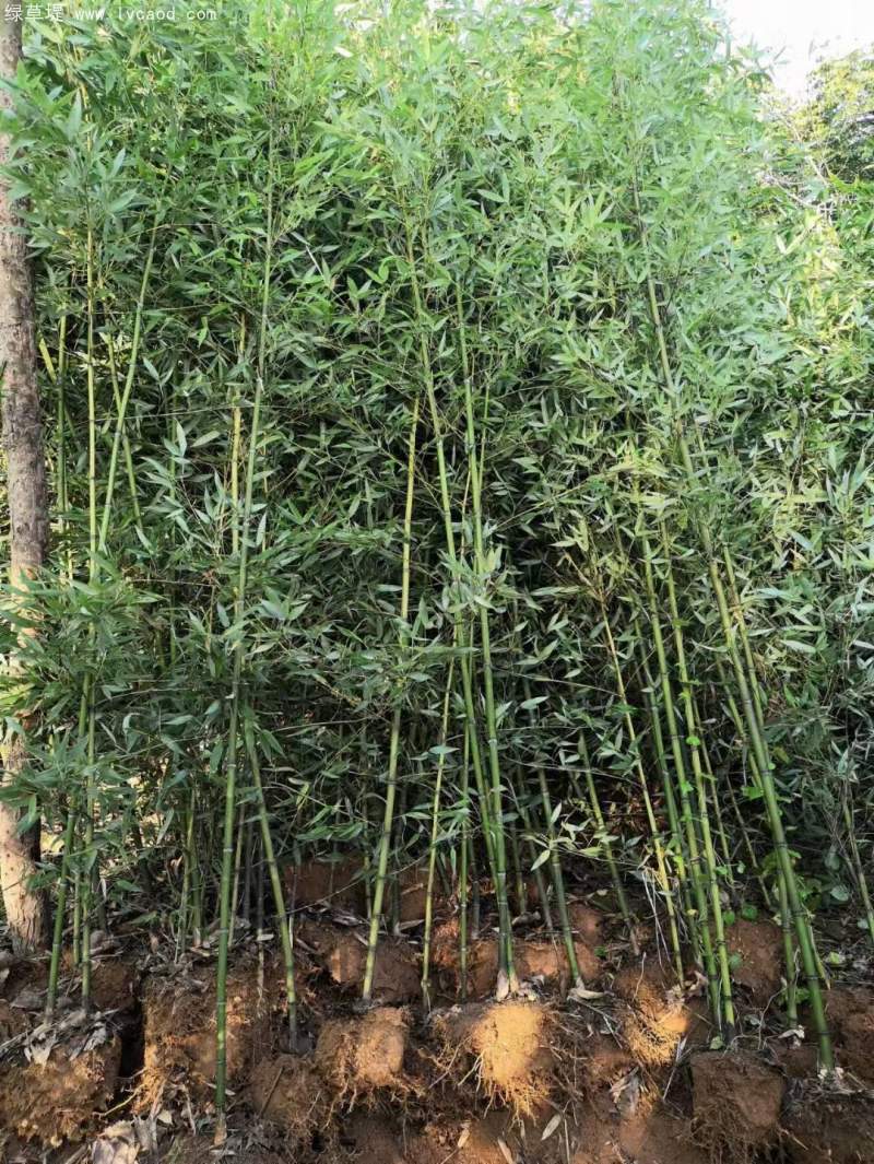 早園竹竹子 早園竹竹子