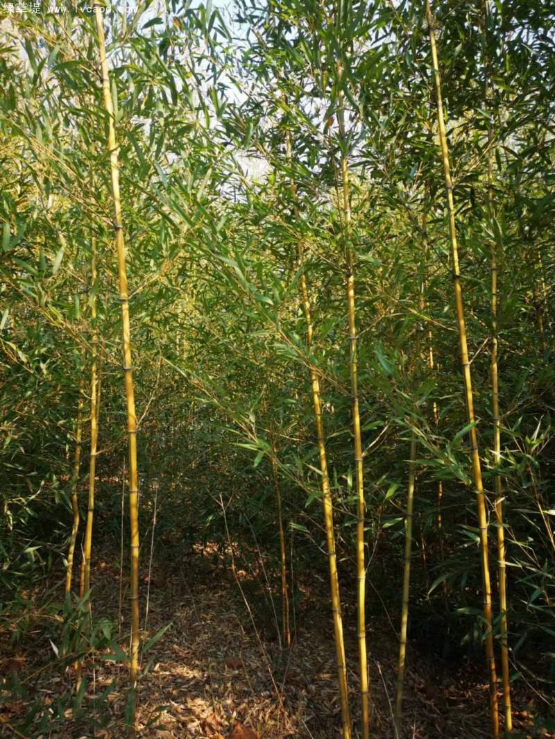 金鑲玉竹子 金鑲玉竹子