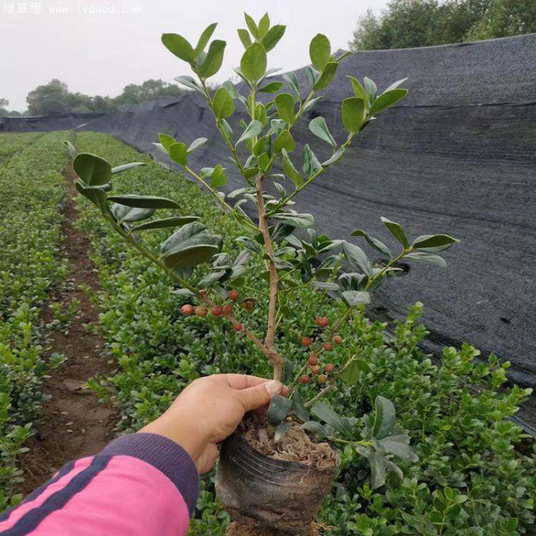 無刺構(gòu)骨枸骨 無刺構(gòu)骨枸骨