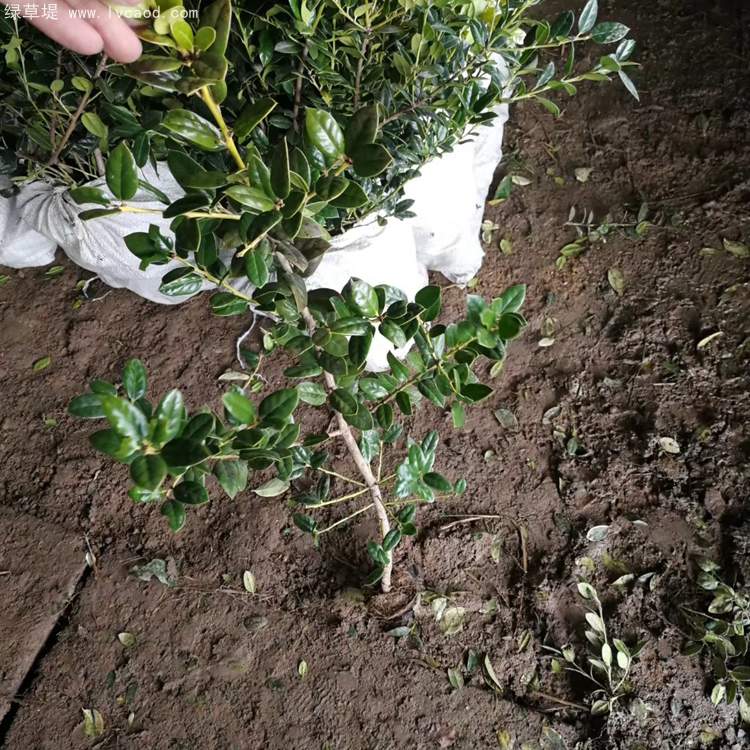 無刺構(gòu)骨枸骨 無刺構(gòu)骨枸骨