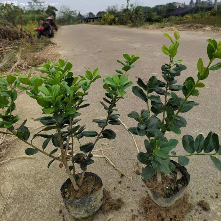 無刺構(gòu)骨枸骨 無刺構(gòu)骨枸骨