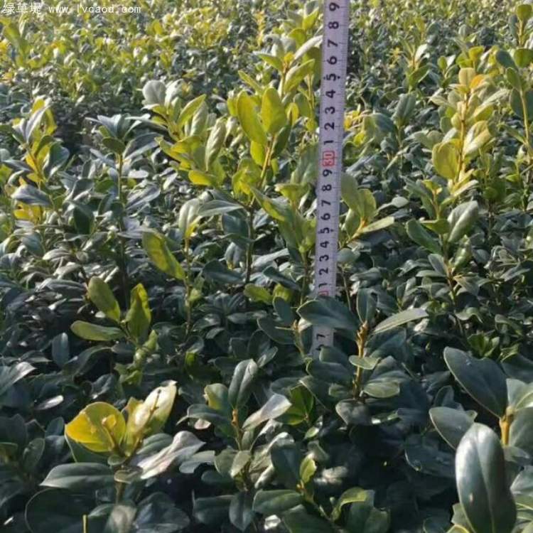 無刺構(gòu)骨枸骨 無刺構(gòu)骨枸骨