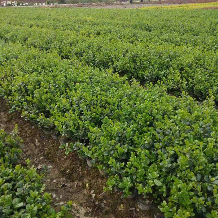 無刺構(gòu)骨枸骨 無刺構(gòu)骨枸骨