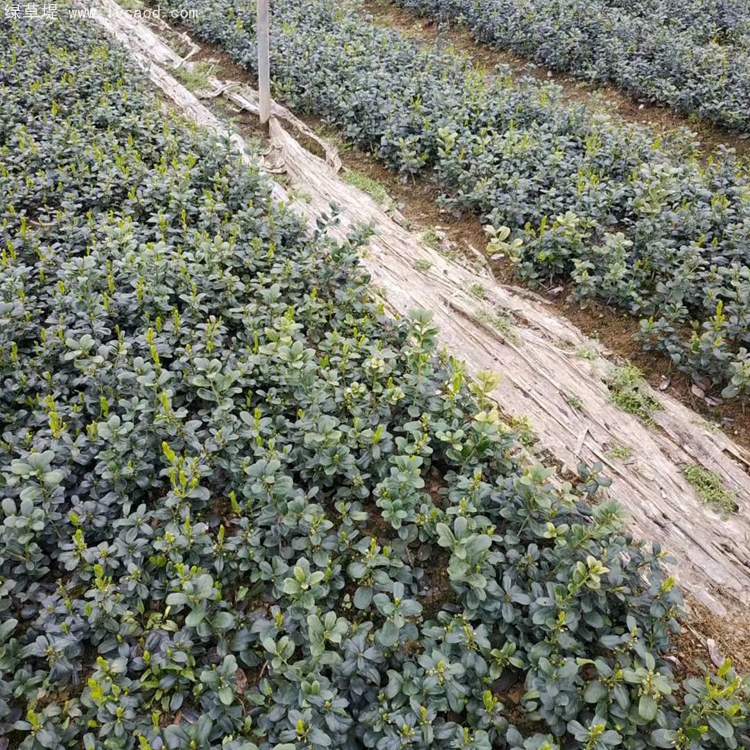 無刺構(gòu)骨枸骨 無刺構(gòu)骨枸骨