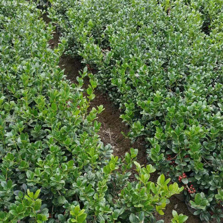 無刺構(gòu)骨枸骨 無刺構(gòu)骨枸骨