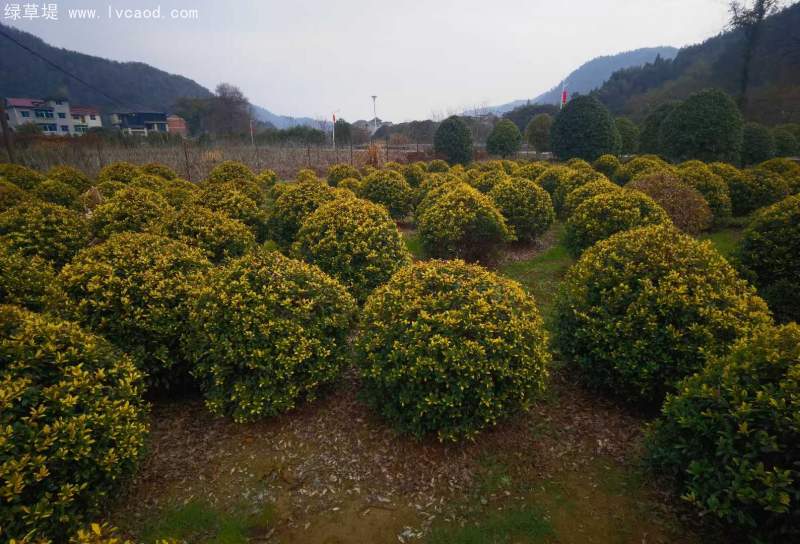 構(gòu)骨球枸骨球