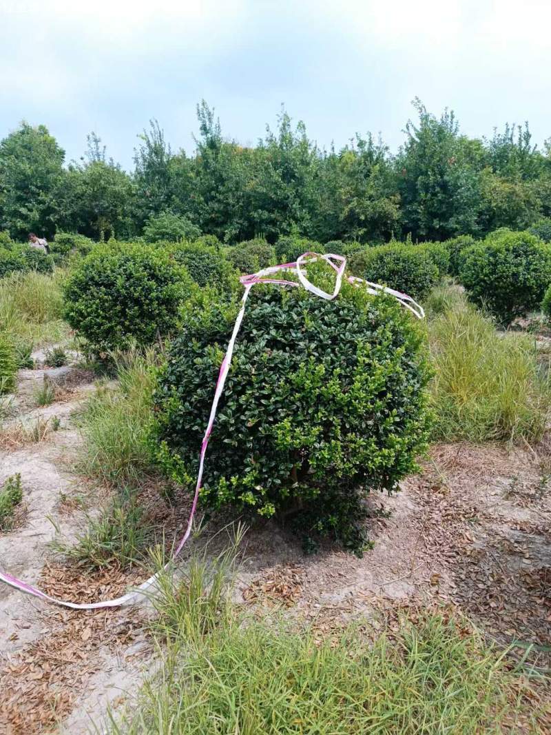 構(gòu)骨球枸骨球