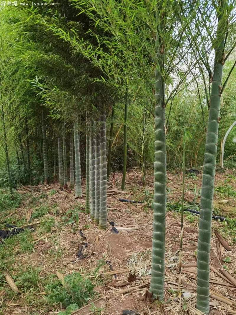 龜甲竹子 龜甲竹子