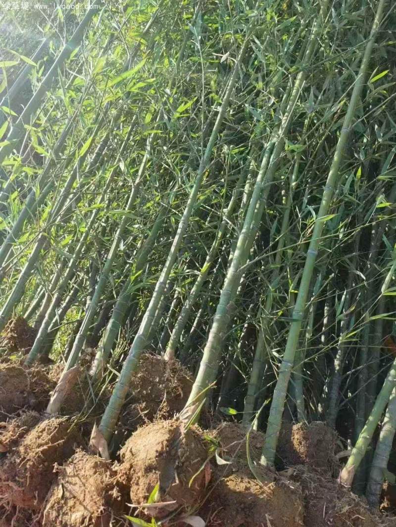 羅漢竹竹子 羅漢竹竹子