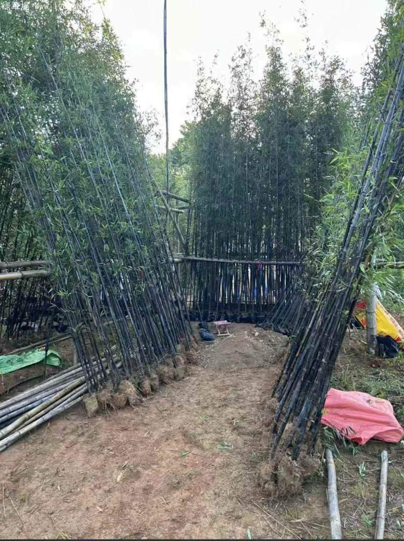 紫竹竹子 紫竹竹子