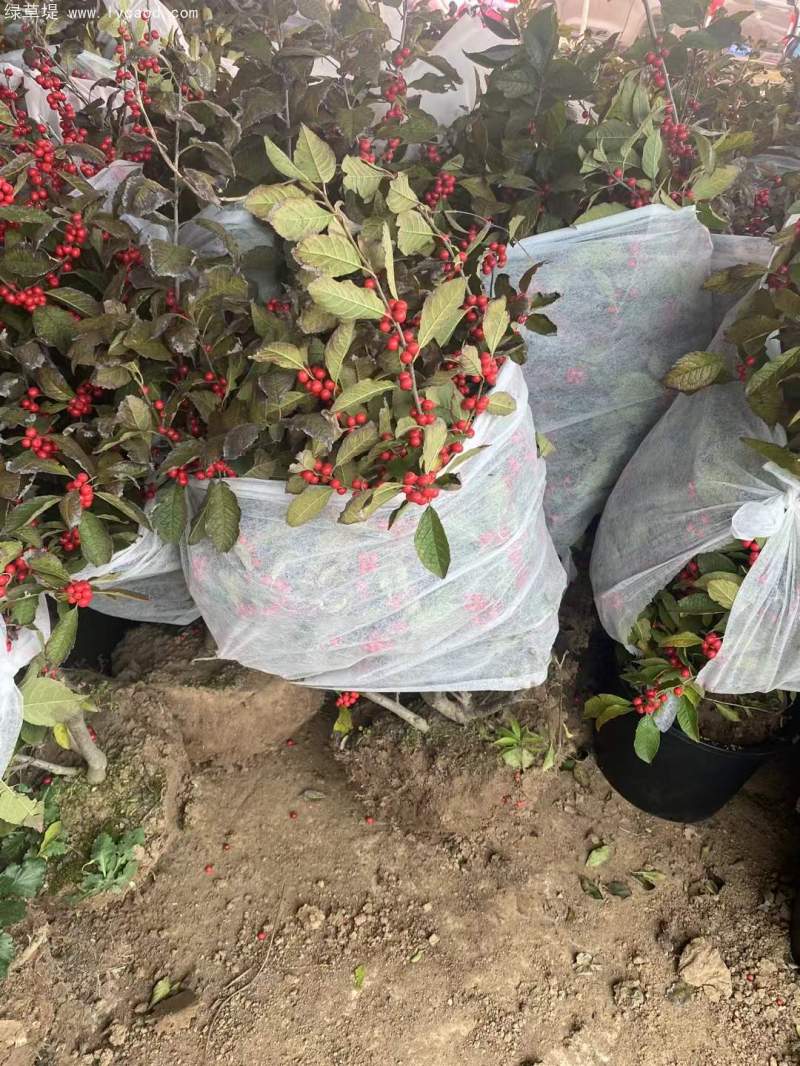 紅果冬青 紅果冬青