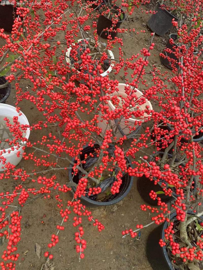 紅果冬青 紅果冬青