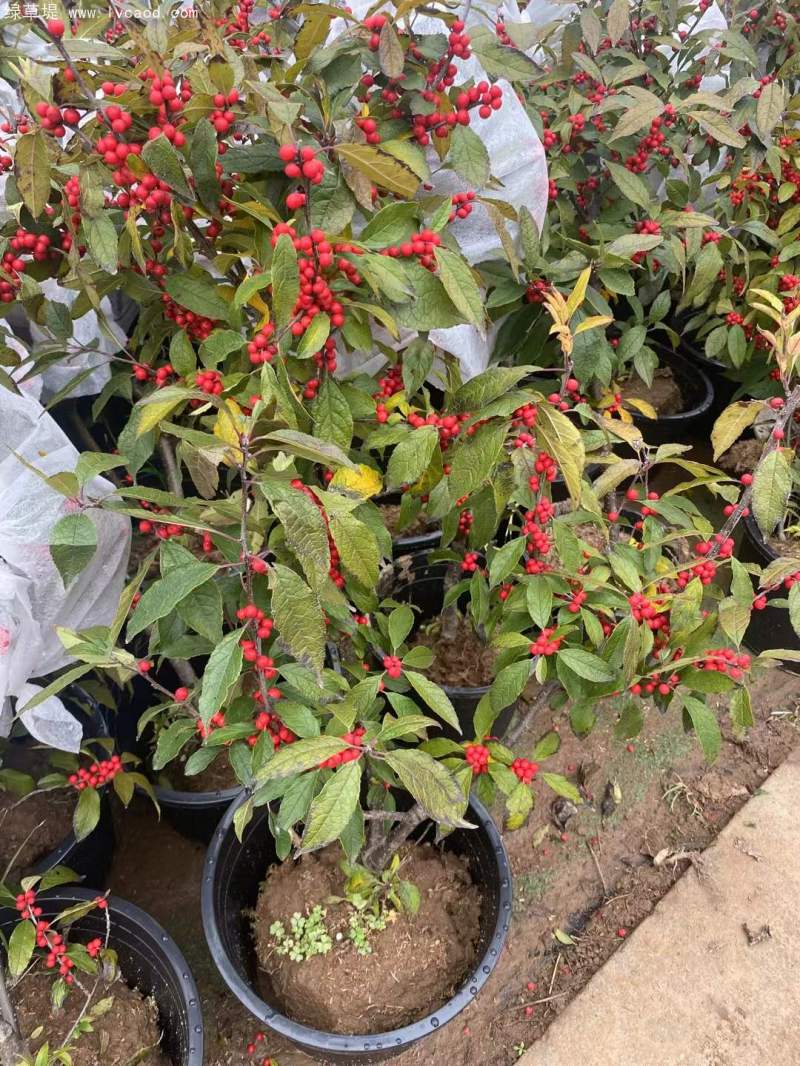 紅果冬青 紅果冬青
