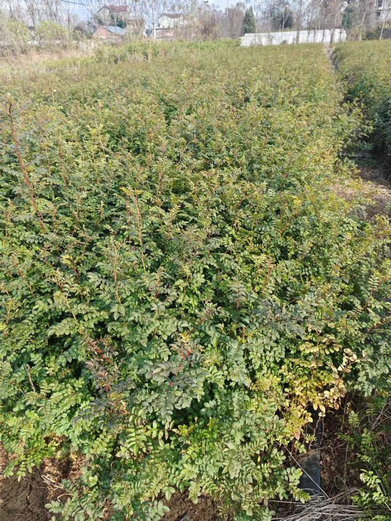 黃刺玫苗刺梅花