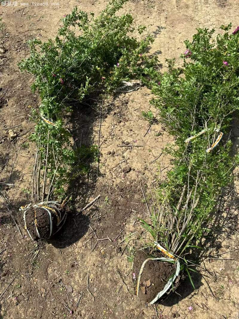 叢生黃刺玫苗刺梅花