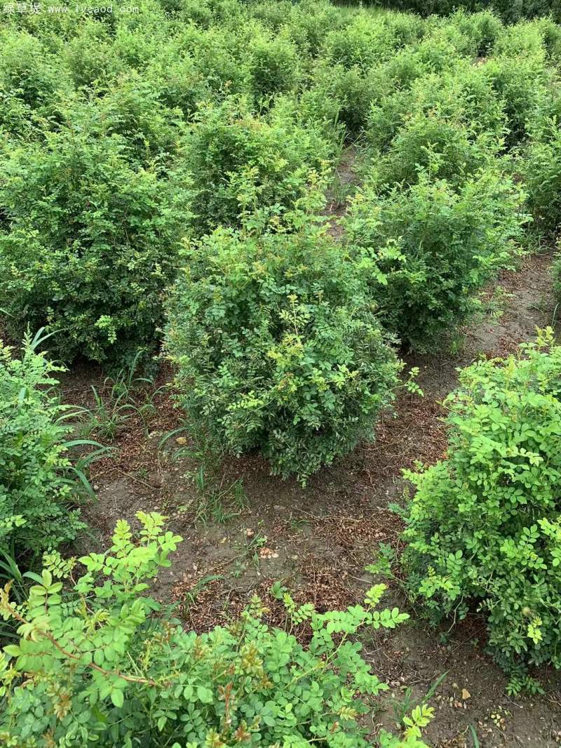 叢生黃刺玫苗刺梅花