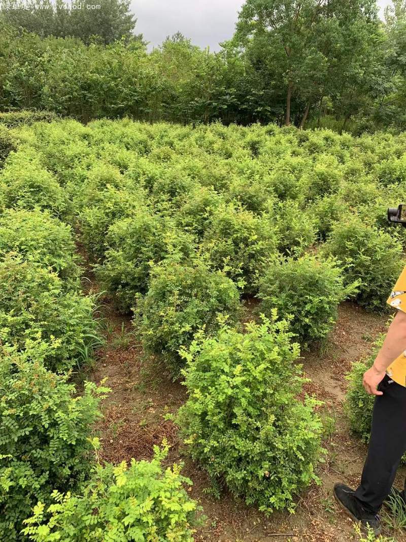 叢生黃刺玫苗刺梅花