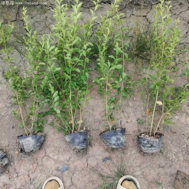 金禾女貞杯苗盆栽