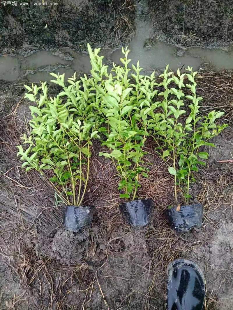 金禾女貞杯苗盆栽