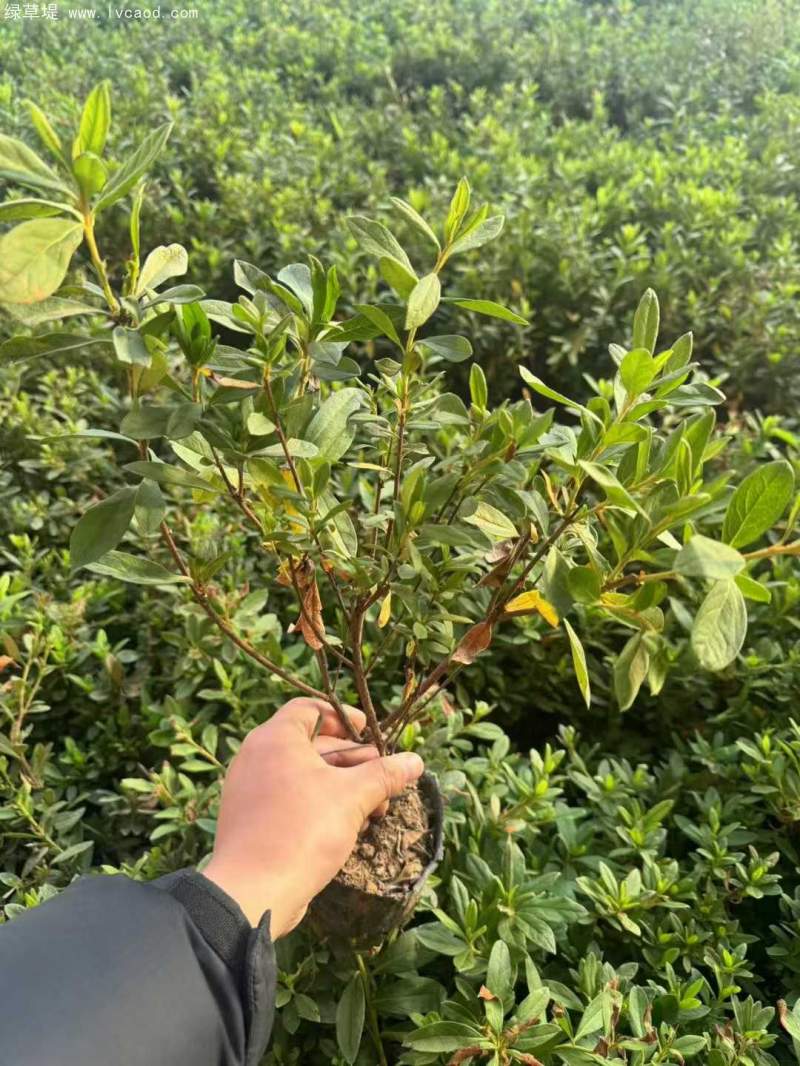 毛鵑杯苗盆栽袋苗