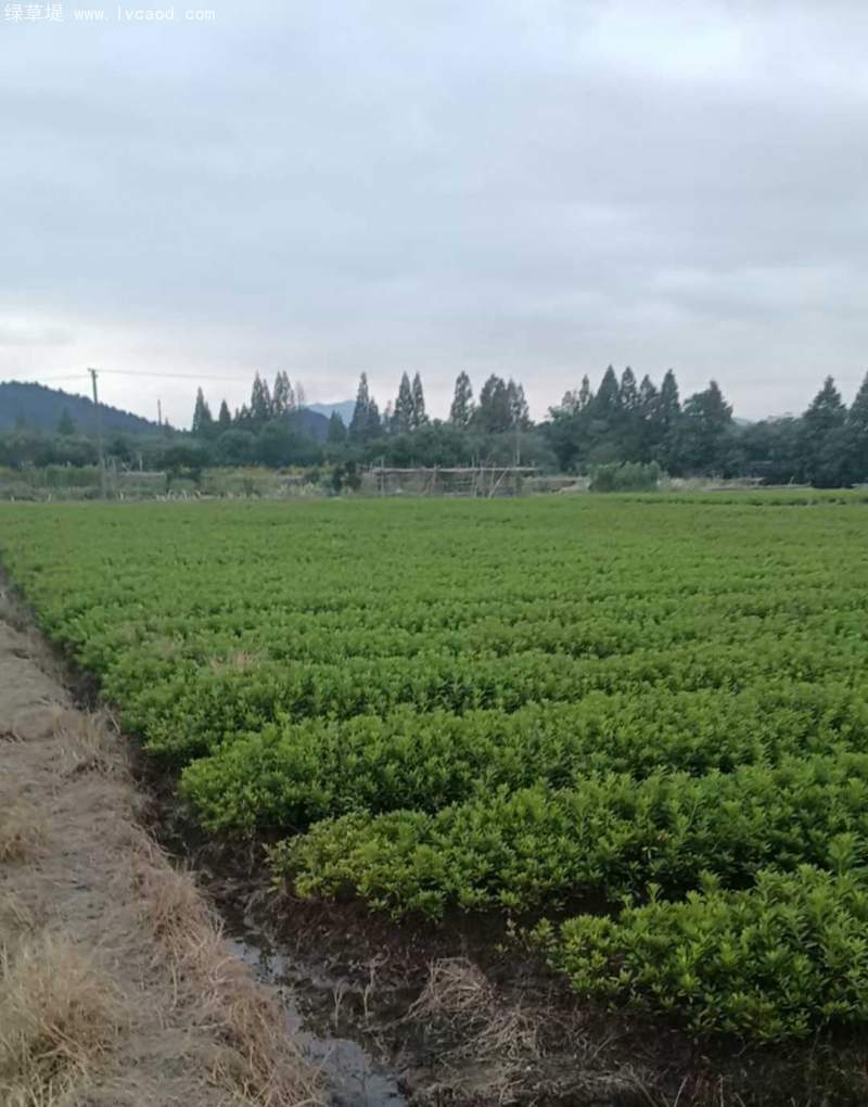 毛鵑杯苗盆栽袋苗