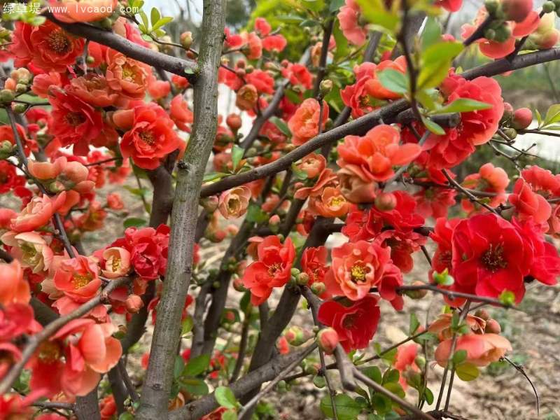 貼梗海棠花朵樹(shù)葉