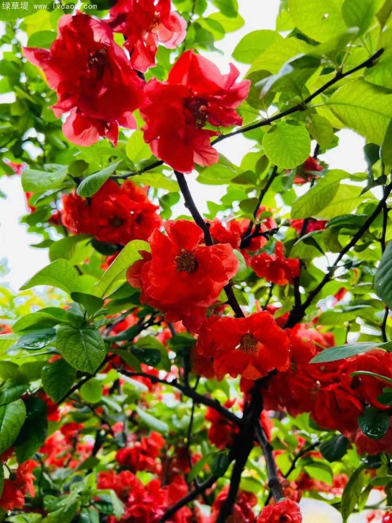 貼梗海棠花朵樹(shù)葉