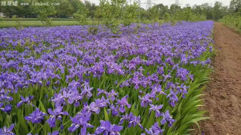 鳶尾開花藍紫色
