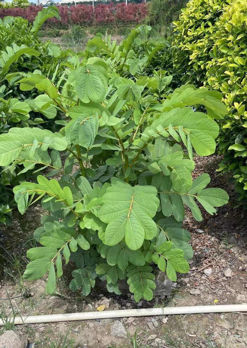 決明子杯苗小苗