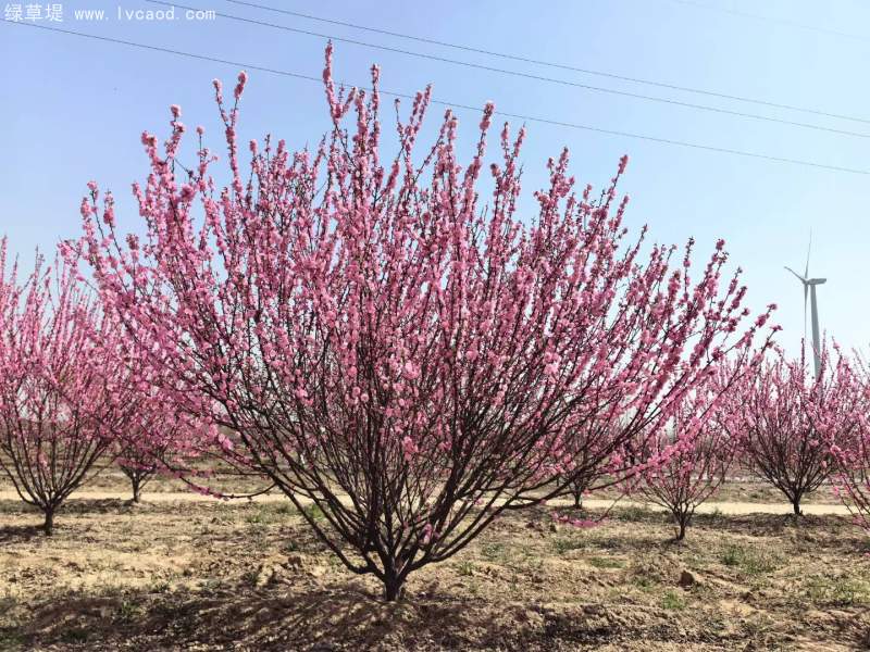 叢生榆葉梅春天開花花朵