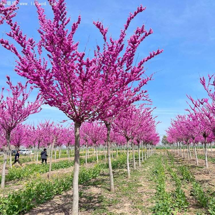 紫荊樹開花花朵
