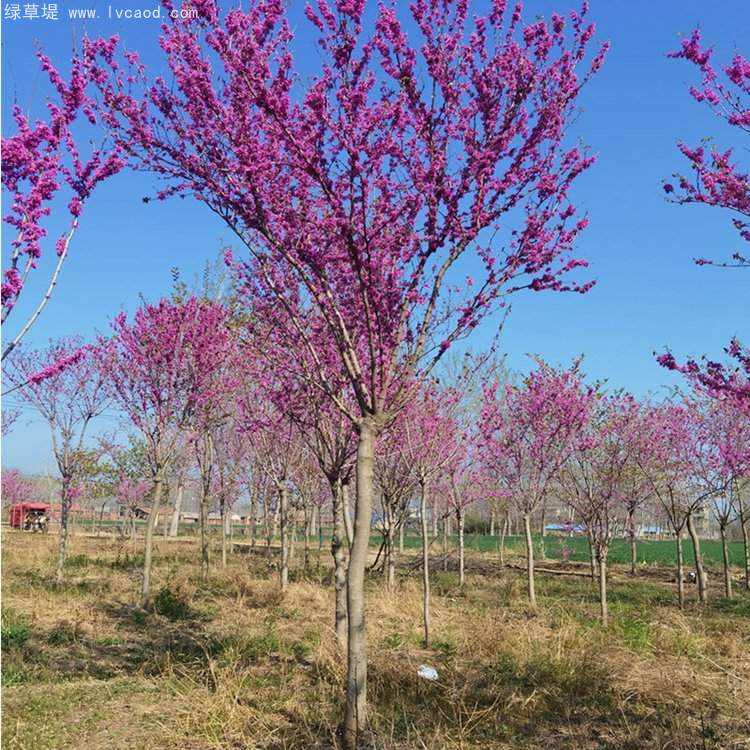 紫荊樹開花花朵