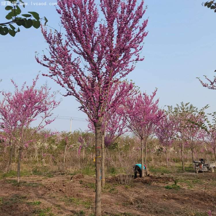 紫荊樹開花花朵