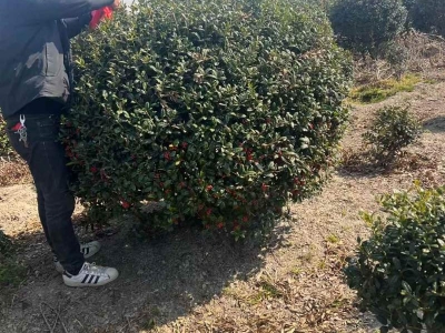 構(gòu)骨球枸骨球