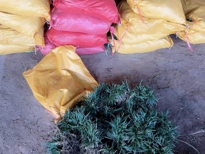 玉龍草日本矮麥冬