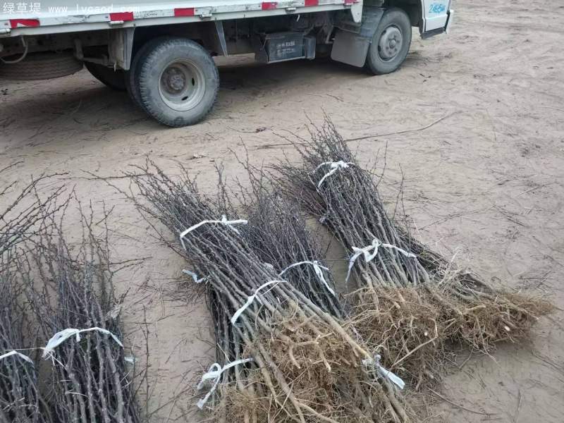 花椒樹苗小苗花椒苗