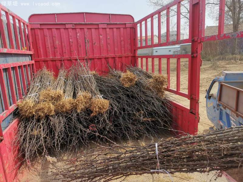 花椒樹苗小苗花椒苗