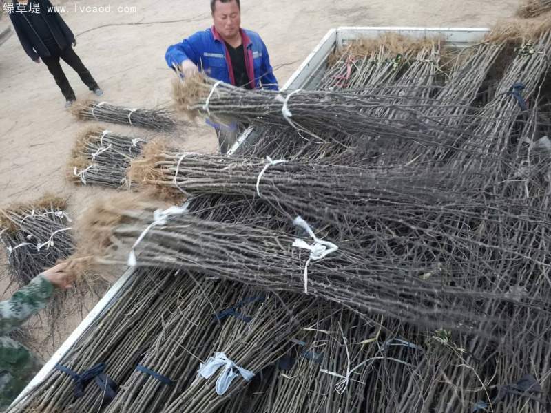 花椒樹苗小苗花椒苗