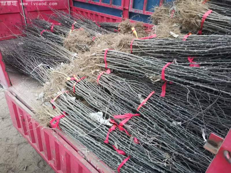 花椒樹苗小苗花椒苗