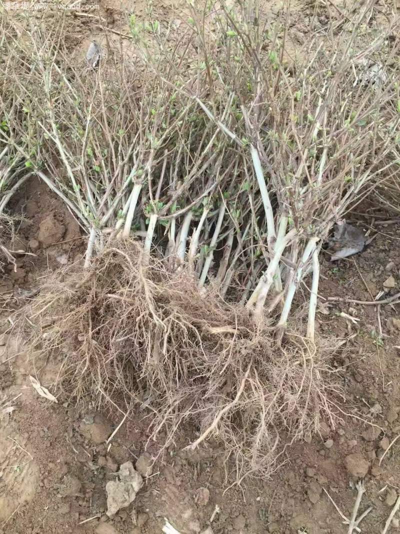 金銀花苗小苗樹苗